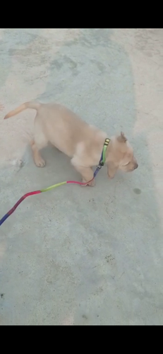 Heavy bone female Labrador puppies — photo 3