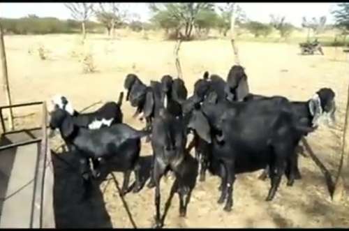 Goats all breed available — photo 2