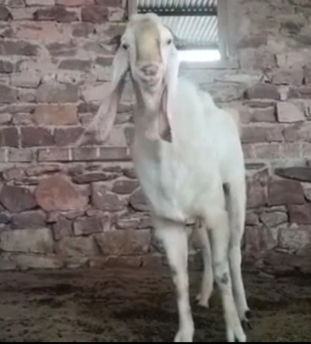 Sojat Goat — photo 2