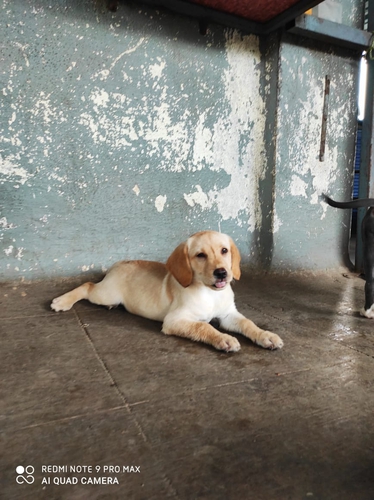 Labrador Puppy — photo 3