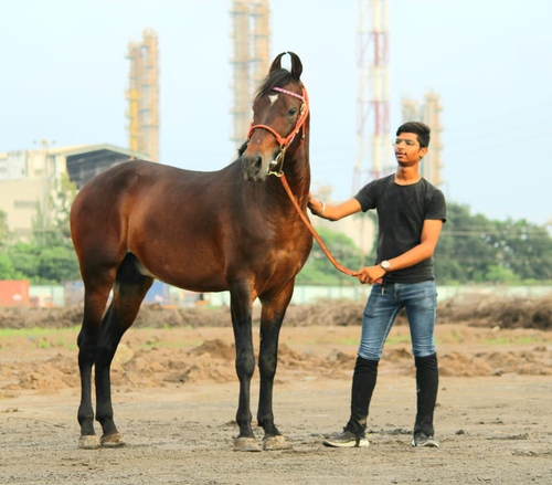 Colt Angraj Horse — photo 2