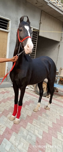 Tufan line Mare — photo 2