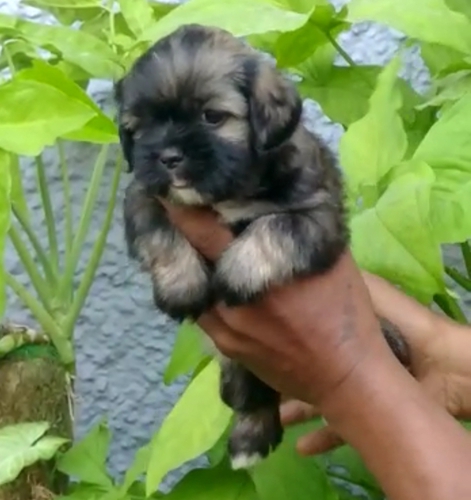 Lasha apso puppy — photo 3