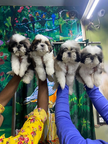 Shitzu puppies — photo 2
