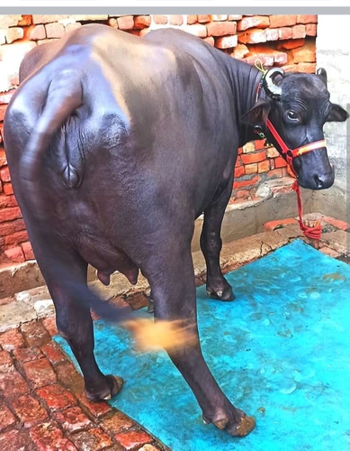 First time ki 4 dant murrah Buffalo