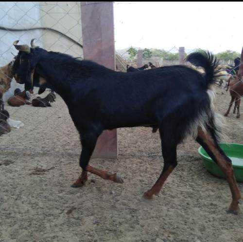 Kota Goat