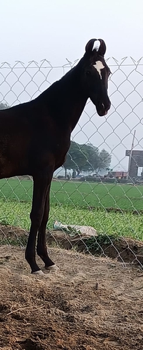 Marwari horse — photo 3