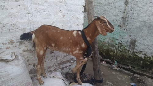 Desi Cross breed — photo 5