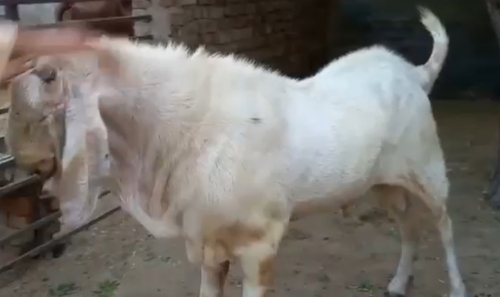 Punjabi Breeder  — photo 2