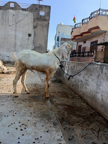 Sojat aur makkachino  2 breeder goat — photo 3