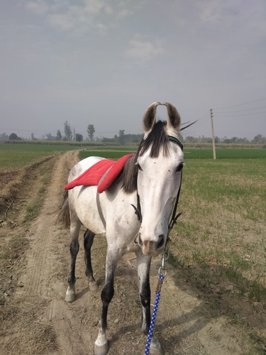 Marwari Horse — photo 3