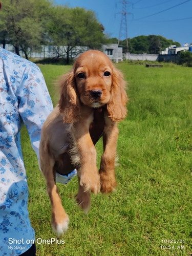 Cocker Spaniel Puppy