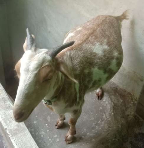 Desi Goat — photo 3