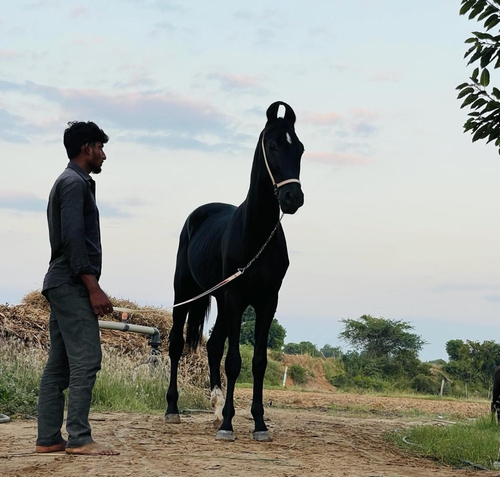 Marwari Horse — photo 3
