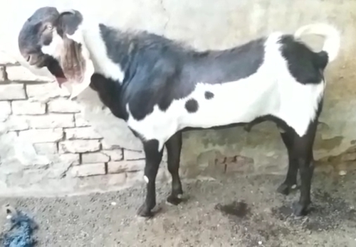 Beetal Goat — photo 3