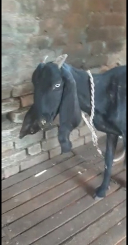  4 Goats Beetal and Hyderabadi  — photo 3