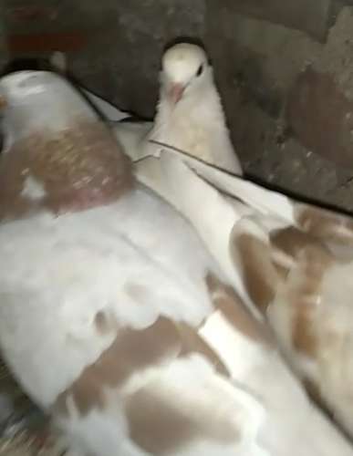 Pigeon — photo 6
