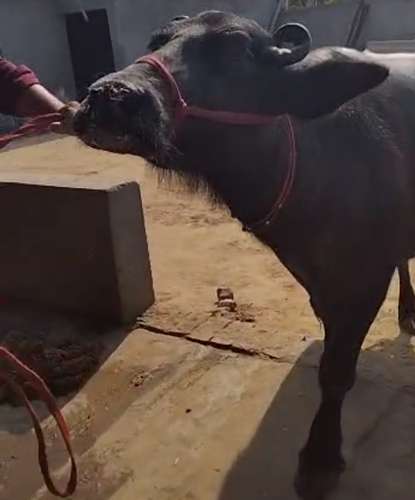 Murraha Buffalo