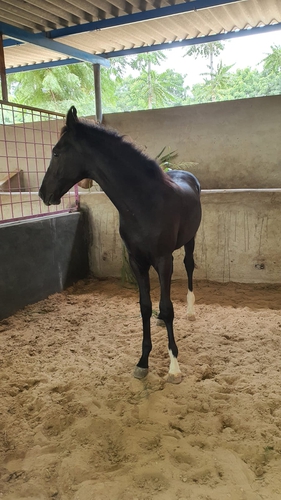 Marwadi horse — photo 2
