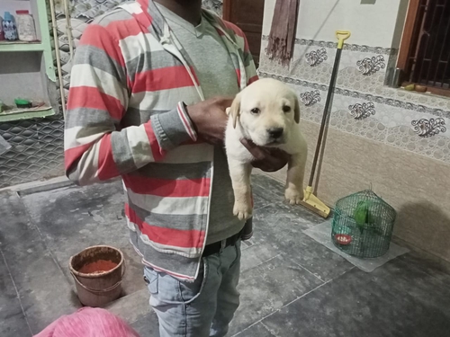 Labrador Retriever — photo 2