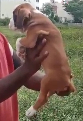 Boxer Puppy — photo 2