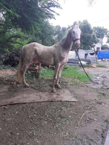 Nukra Horse — photo 2