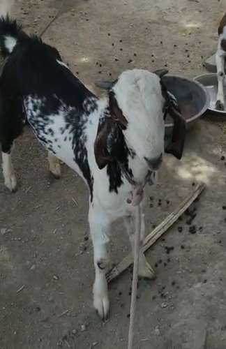 Goat — photo 2