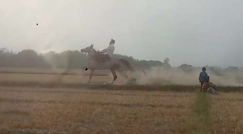 Pure Sindhi Horse — photo 4