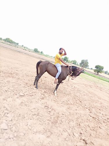 Ghodi — photo 3