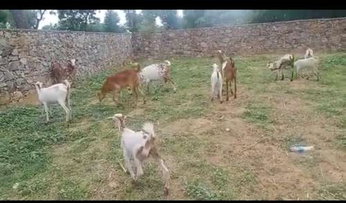 Barbari Goat — photo 2