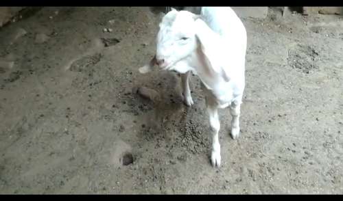 Patira Baby Gulabi Goat