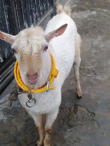 Barbari goat