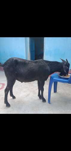 Black Bengal Goat — photo 3