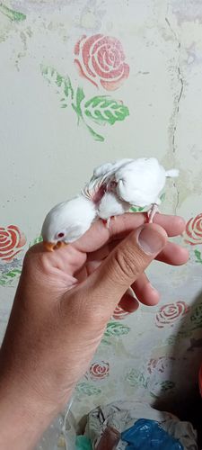 Albino Red eyes — photo 5