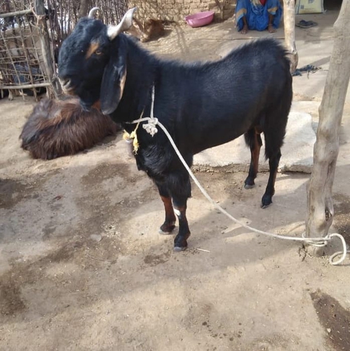 Kota Goat — photo 6