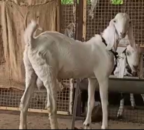 Gulabi Goat — photo 2