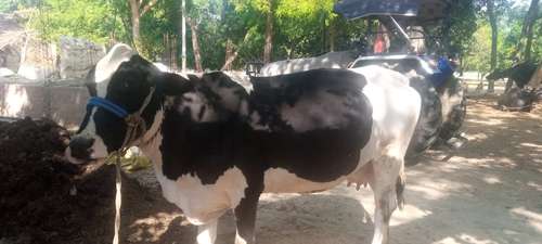Cow ambersree