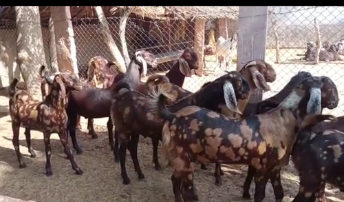 Sirohi Goats — photo 2
