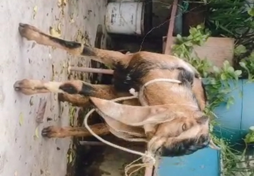 Kota Male Goat — photo 2