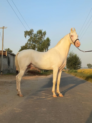 Nukra Horse