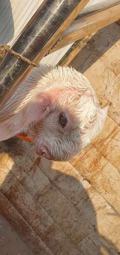 Hansa Goat — photo 4