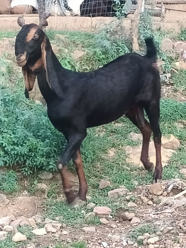 All Breed Goats Available — photo 3