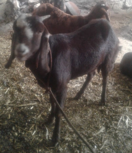 Sirohi Goat — photo 3