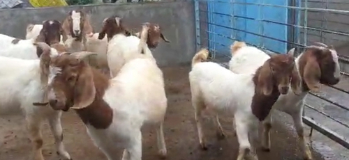 Bore Goat — photo 2