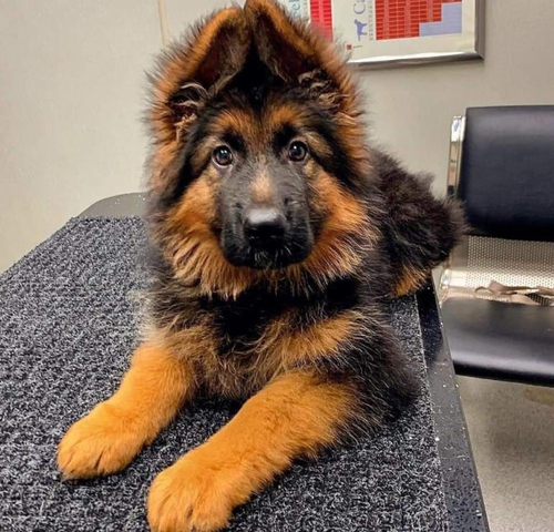 German Shepherd