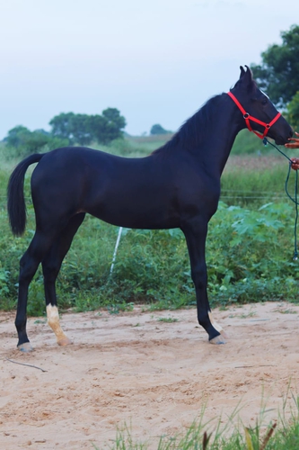 Marwadi Female horse very beautiful — photo 5