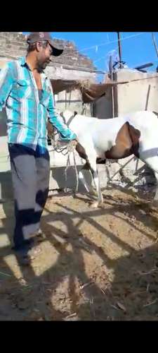 Marwadi Horse — photo 3