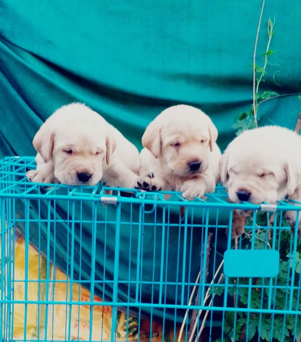 Others — Labrador dog, Punjab, India