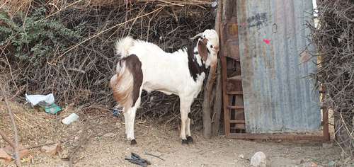Sojat  Andul Goat — photo 2