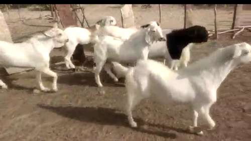 Sojat Goat